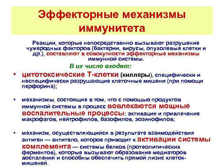 Эффекторные механизмы иммунитета Реакции, которые непосредственно вызывают разрушение чужеродных факторов (бактерии, вирусы, опухолевые клетки