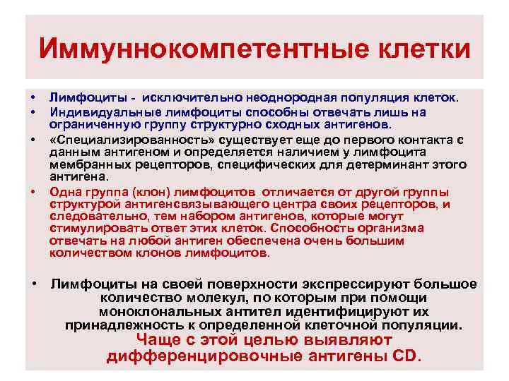 Иммуннокомпетентные клетки • • Лимфоциты - исключительно неоднородная популяция клеток. Индивидуальные лимфоциты способны отвечать