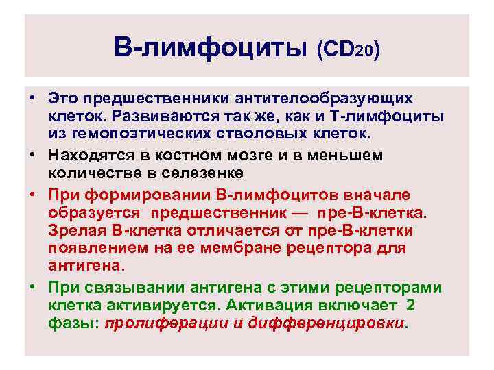 В-лимфоциты (CD 20) • Это предшественники антителообразующих клеток. Развиваются так же, как и Т-лимфоциты