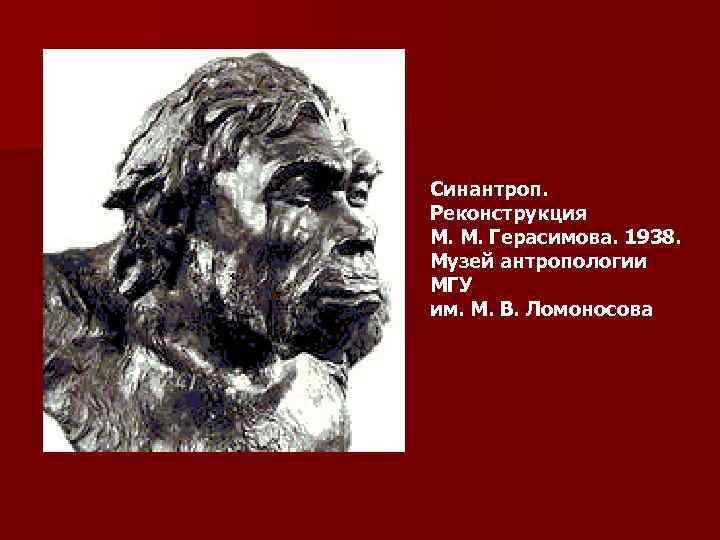 Синантроп. Реконструкция М. М. Герасимова. 1938. Музей антропологии МГУ им. М. В. Ломоносова 