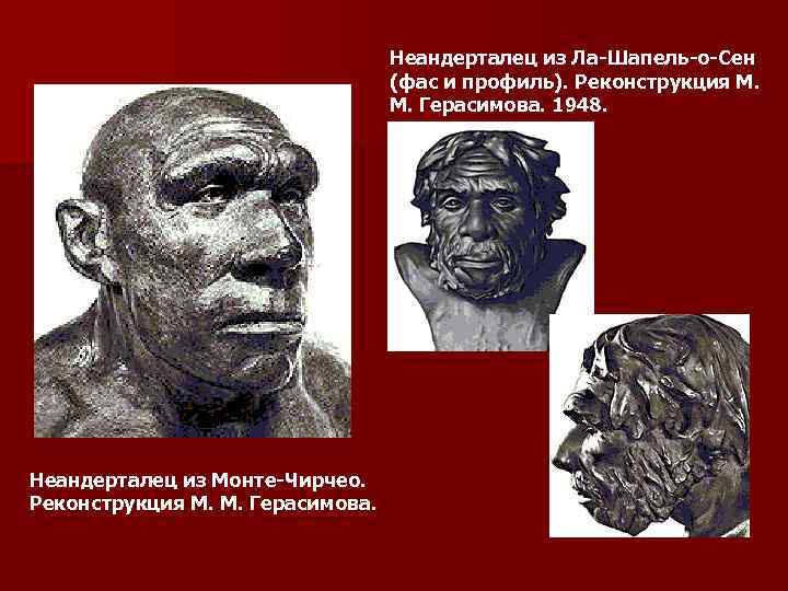 Неандерталец из Ла-Шапель-о-Сен (фас и профиль). Реконструкция М. М. Герасимова. 1948. Неандерталец из Монте-Чирчео.
