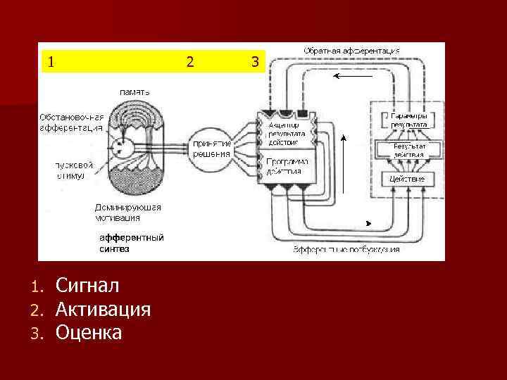 1 1. 2. 3. 2 Сигнал Активация Оценка 3 