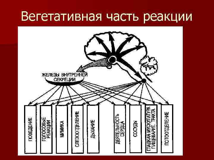 Вегетативная часть реакции 