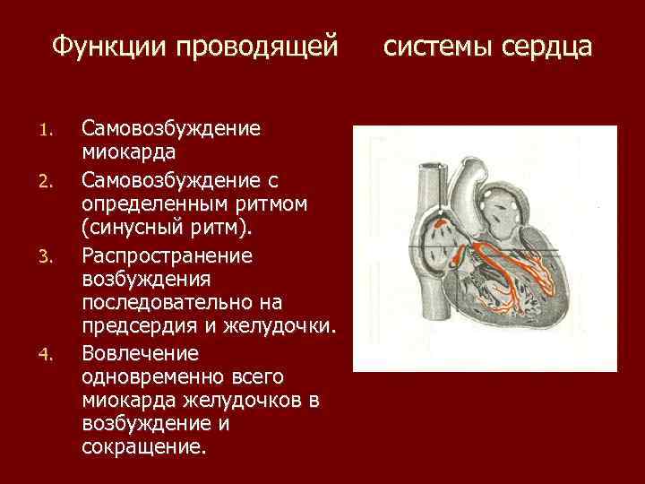 Функции проводящей 1. 2. 3. 4. Самовозбуждение миокарда Самовозбуждение с определенным ритмом (синусный ритм).