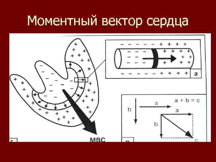 Моментный вектор сердца 