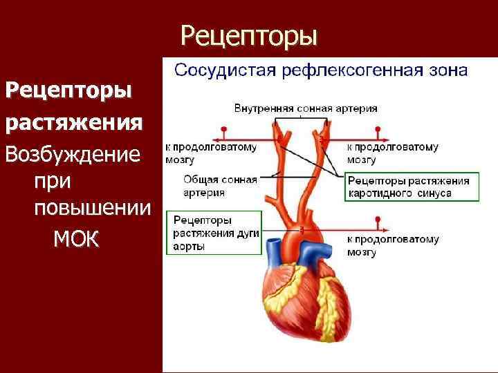 Рецепторы растяжения Возбуждение при повышении МОК 