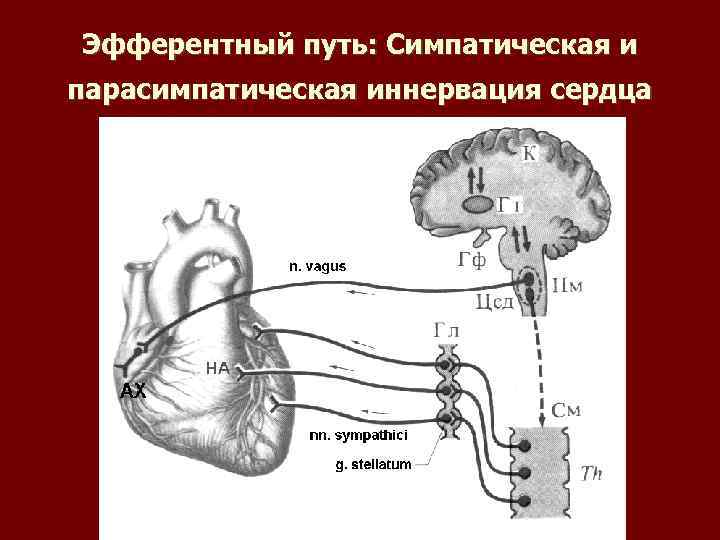 Эфферентный путь: Симпатическая и парасимпатическая иннервация сердца 