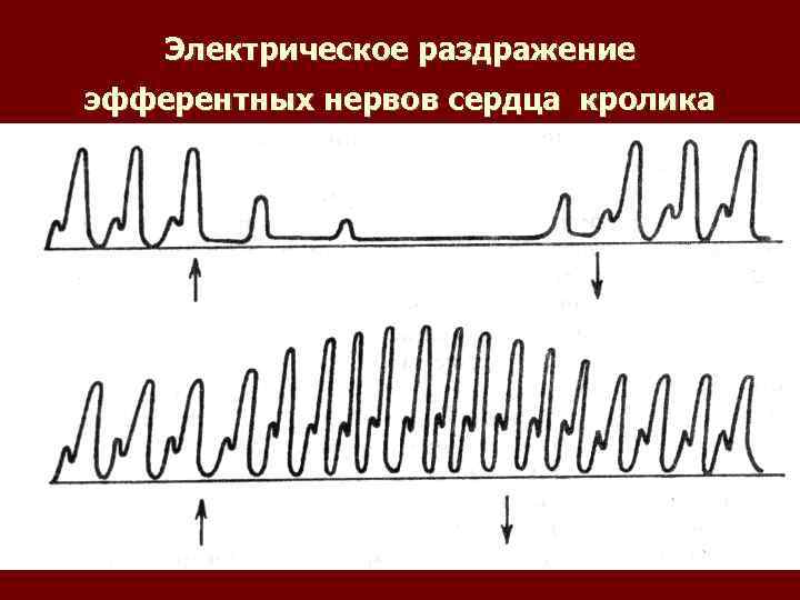 Электрическое раздражение эфферентных нервов сердца кролика 