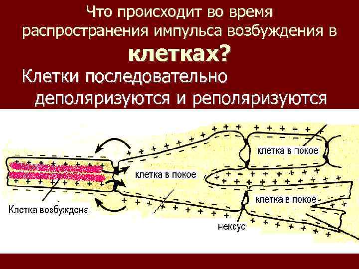 Что происходит во время распространения импульса возбуждения в клетках? Клетки последовательно деполяризуются и реполяризуются