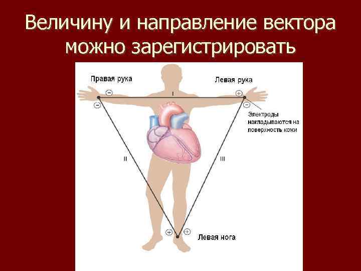 Величину и направление вектора можно зарегистрировать 