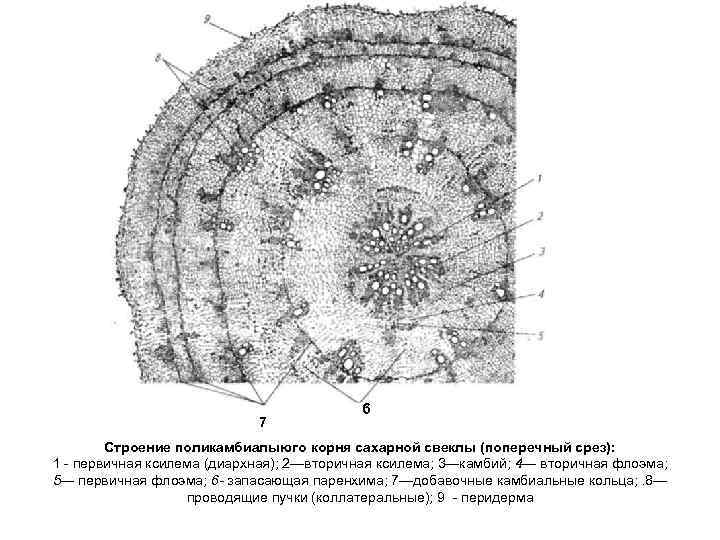 7 6 Строение поликамбиалыюго корня сахарной свеклы (поперечный срез): 1 первичная ксилема (диархная); 2—вторичная