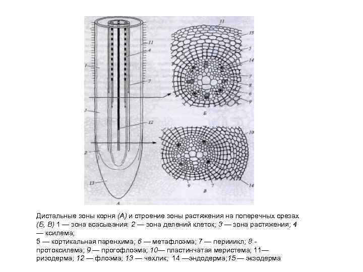 Дистальные зоны корня (А) и строение зоны растяжения на поперечных срезах (Б, В) 1