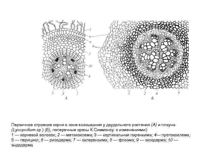 Первичное строение корня в зоне всасывания у двудольного растения (А) и плауна (Lycopodium sp.