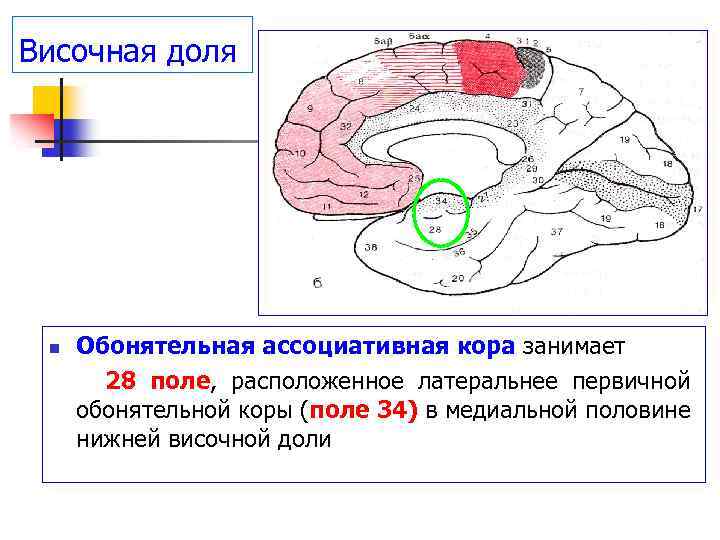 Какая зона в височной доле. Обонятельный центр коры головного мозга. Обонятельный анализатор зона коры больших полушарий. Первичные зоны височной коры.