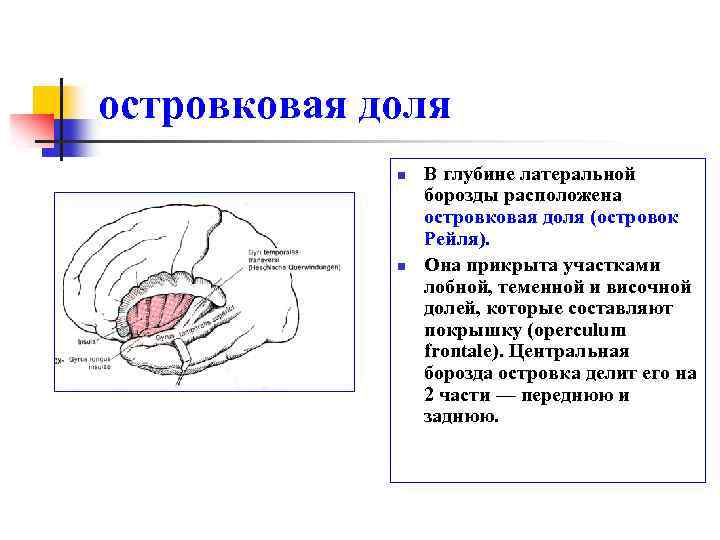 Центральная борозда расположена