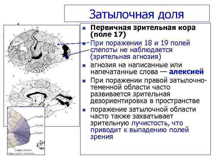 Первичная зрительная информация