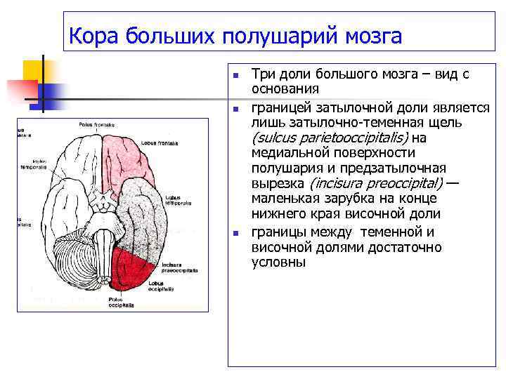 Кора мозга на рисунке