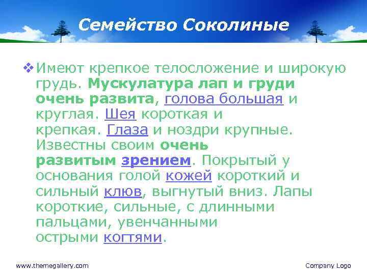 Семейство Соколиные v Имеют крепкое телосложение и широкую грудь. Мускулатура лап и груди очень