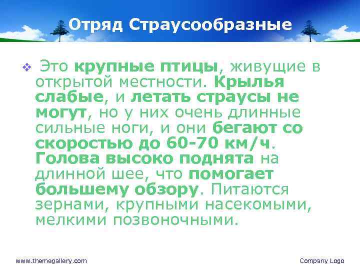 Отряд Страусообразные v Это крупные птицы, живущие в открытой местности. Крылья слабые, и летать