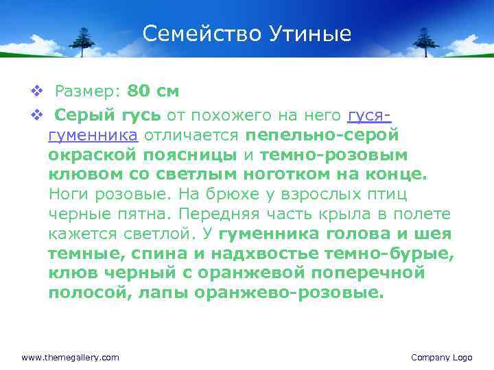 Семейство Утиные v Размер: 80 см v Серый гусь от похожего на него гусягуменника