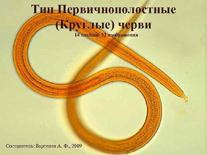 Тип Первичнополостные (Круглые) черви 14 слайдов 32 изображения Составитель: Бартенев А. Ф. , 2009