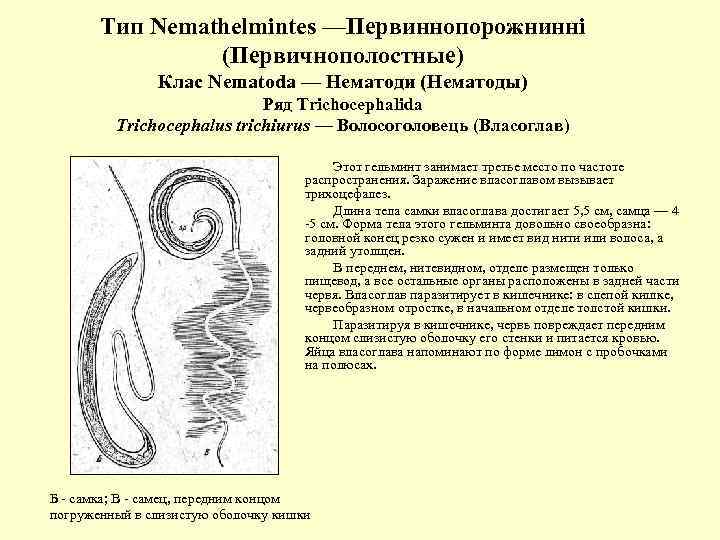 Тип Nemathelmintes —Первиннопорожнинні (Первичнополостные) Клас Nematoda — Нематоди (Нематоды) Ряд Trichocephalida Trichocephalus trichiurus —