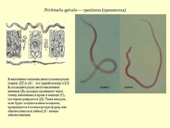 Черты приспособления червя. Трихинелла круглые черви. Первичнополостные черви. Первичнополостные черви примеры. Трихинелла систематическое положение.