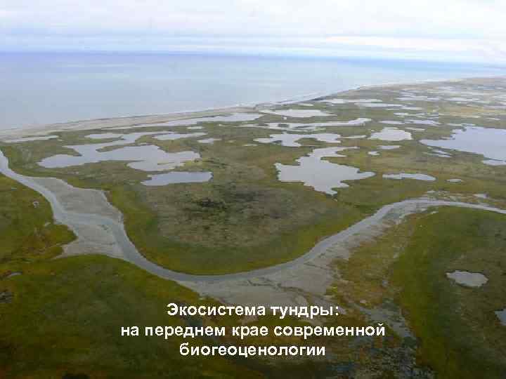 Экосистему тундры. Экосистема тундры. Тундра холодная Безлесная равнина. Биогеоценоз тундры. Обитатели экосистемы тундры.