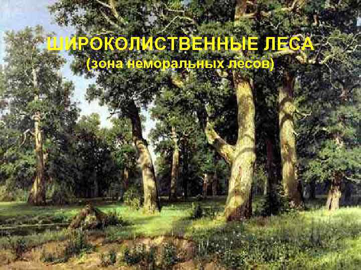 ШИРОКОЛИСТВЕННЫЕ ЛЕСА (зона неморальных лесов) 