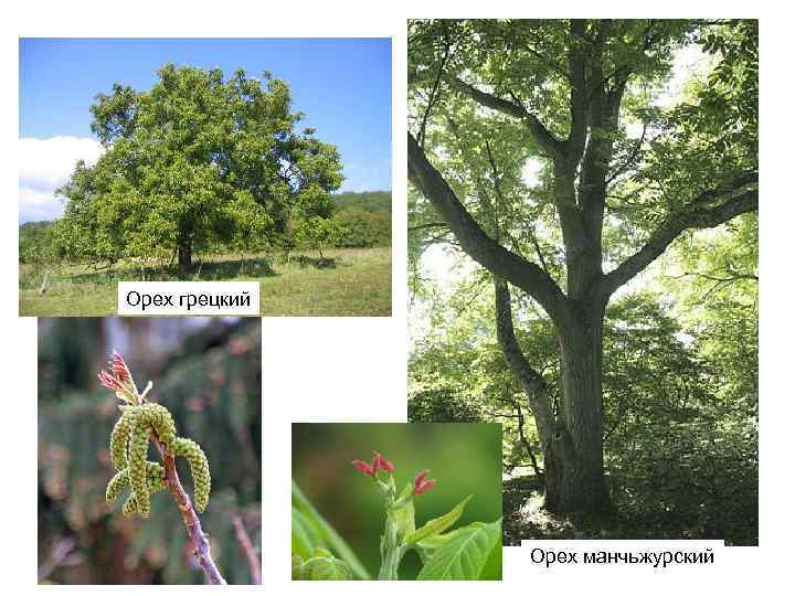 Орех грецкий Орех манчьжурский 