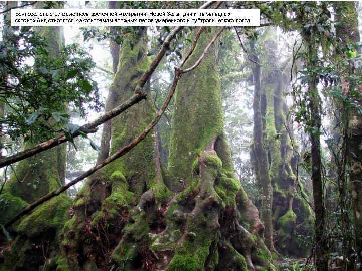 Вечнозеленые буковые леса восточной Австралии, Новой Зеландии и на западных склонах Анд относятся к