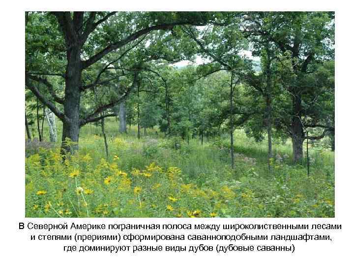 В Северной Америке пограничная полоса между широколиственными лесами и степями (прериями) сформирована саванноподобными ландшафтами,