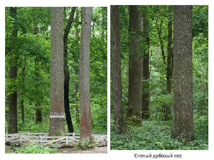 Спелый дубовый лес 