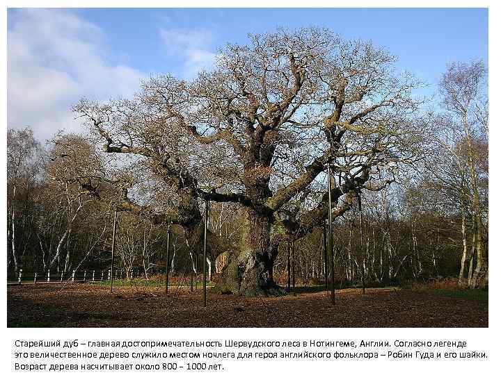 Старейший дуб – главная достопримечательность Шервудского леса в Нотингеме, Англии. Согласно легенде это величественное