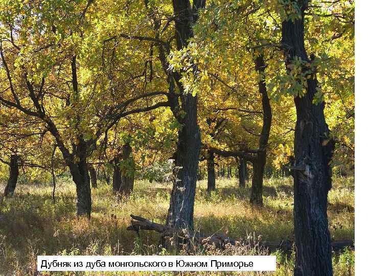 Дубняк из дуба монгольского в Южном Приморье 