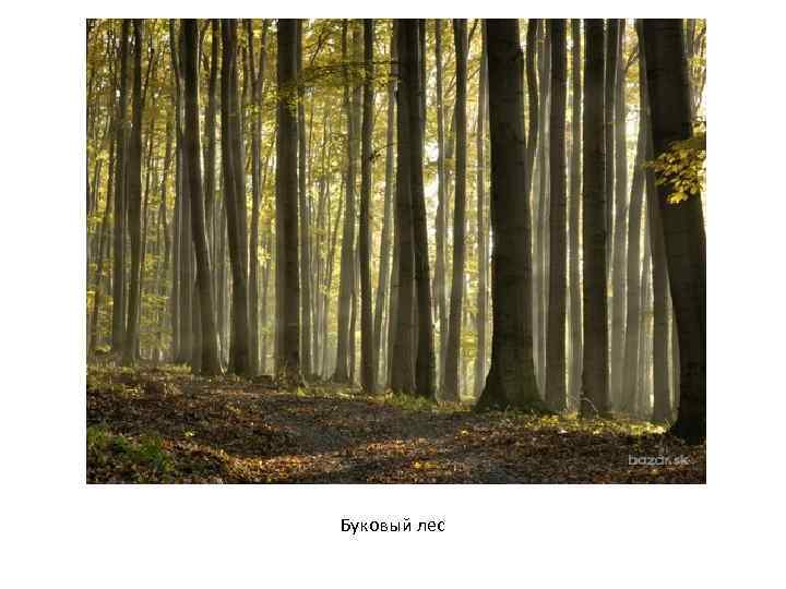 Буковый лес 