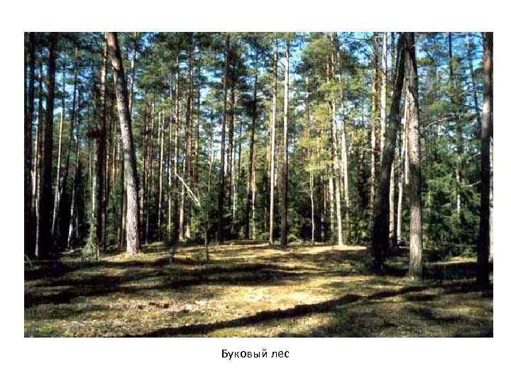 Буковый лес 