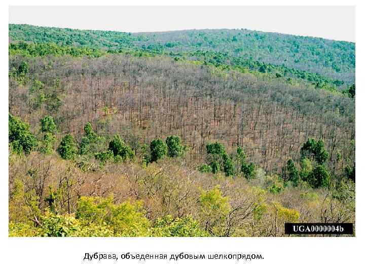 Дубрава, объеденная дубовым шелкопрядом. 