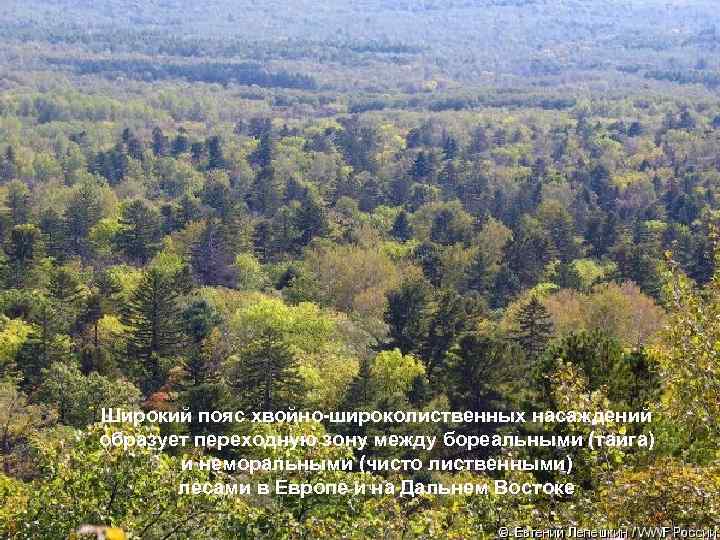 Широкий пояс хвойно-широколиственных насаждений образует переходную зону между бореальными (тайга) и неморальными (чисто лиственными)