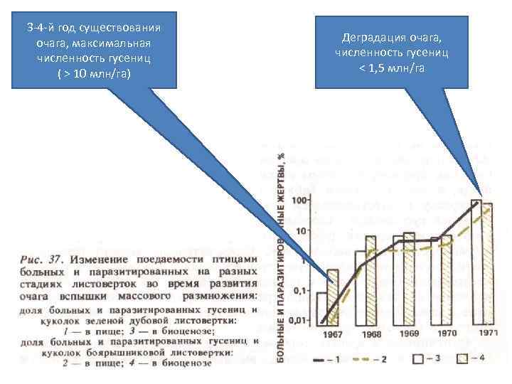 3 -4 -й год существования очага, максимальная численность гусениц ( > 10 млн/га) Деградация