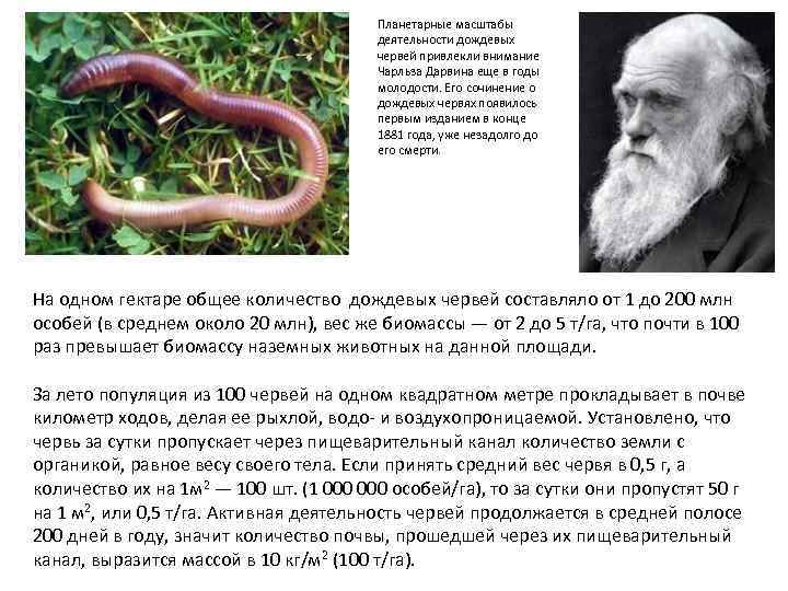 Планетарные масштабы деятельности дождевых червей привлекли внимание Чарльза Дарвина еще в годы молодости. Его