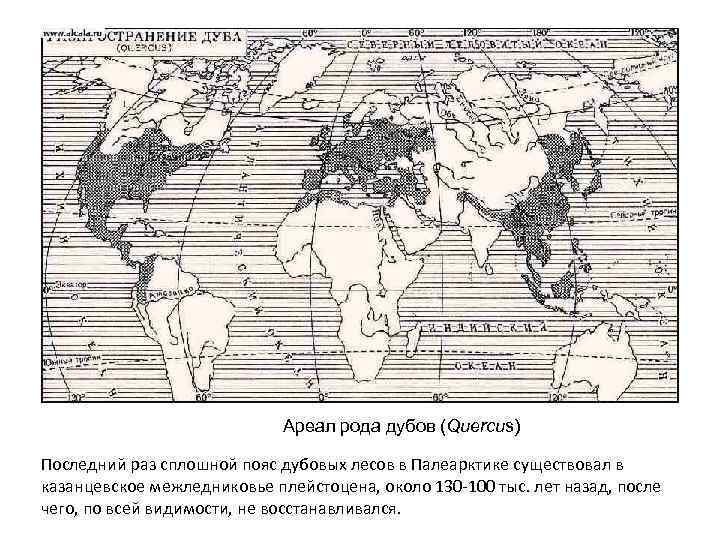 Ареал рода дубов (Quercus) Последний раз сплошной пояс дубовых лесов в Палеарктике существовал в