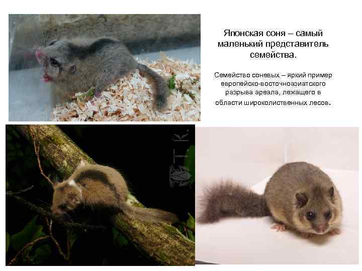 Японская соня – самый маленький представитель семейства. Семейство соневых – яркий пример европейско-восточноазиатского разрыва