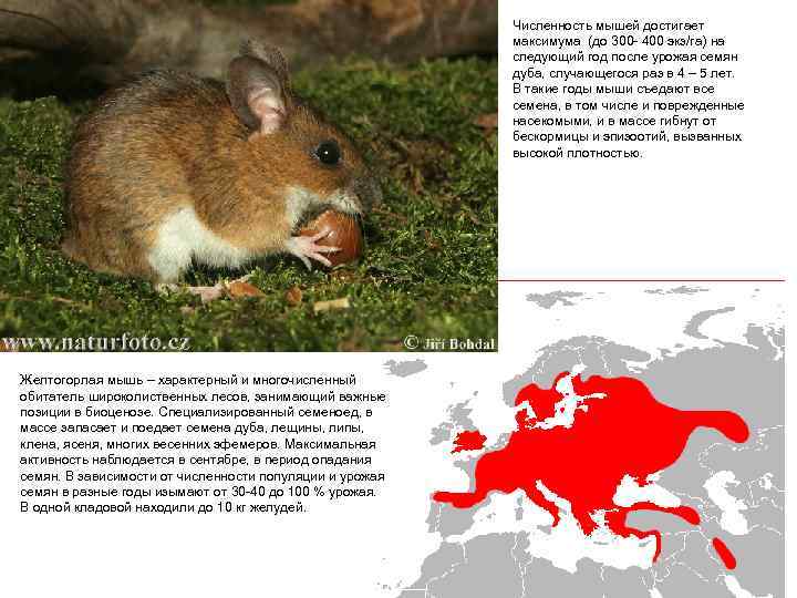 Численность мышей достигает максимума (до 300 - 400 экз/га) на следующий год после урожая