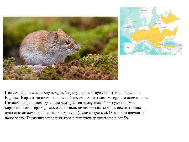 Подземная полевка – характерный грызун зоны широколиственных лесов в Европе. Норы в толстом слое