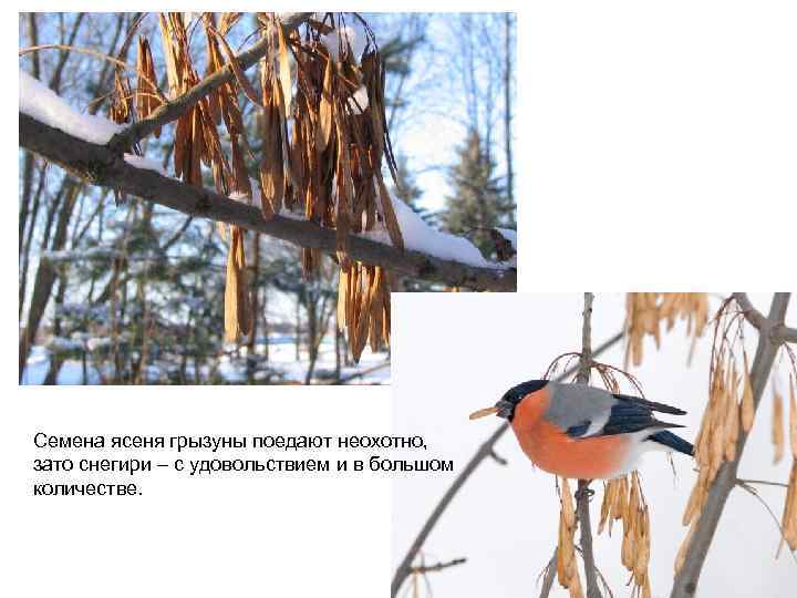 Семена ясеня грызуны поедают неохотно, зато снегири – с удовольствием и в большом количестве.