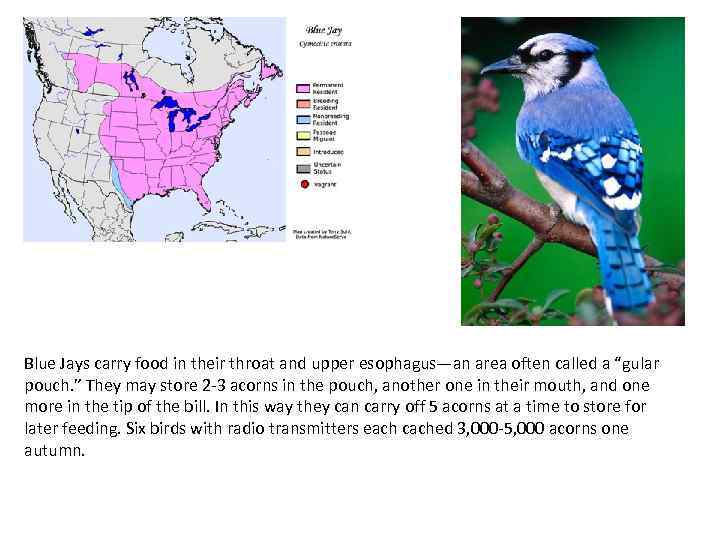 Blue Jays carry food in their throat and upper esophagus—an area often called a