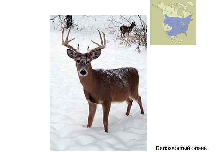 Белохвостый олень 