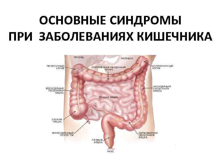 ОСНОВНЫЕ СИНДРОМЫ ПРИ ЗАБОЛЕВАНИЯХ КИШЕЧНИКА 