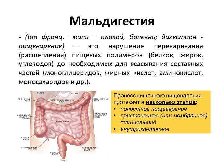 Мальдигестия - (от франц. –маль – плохой, болезнь; дигестион пищеварение) – это нарушение переваривания